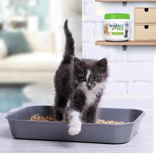 BRIGHT Air® Pet Odor Eliminator, Cool Citrus, 14 Oz Jar, 6/Carton 2 BRIGHT Air® Pet Odor Eliminator, Cool Citrus, 14 Oz Jar, 6/Carton - Image 2