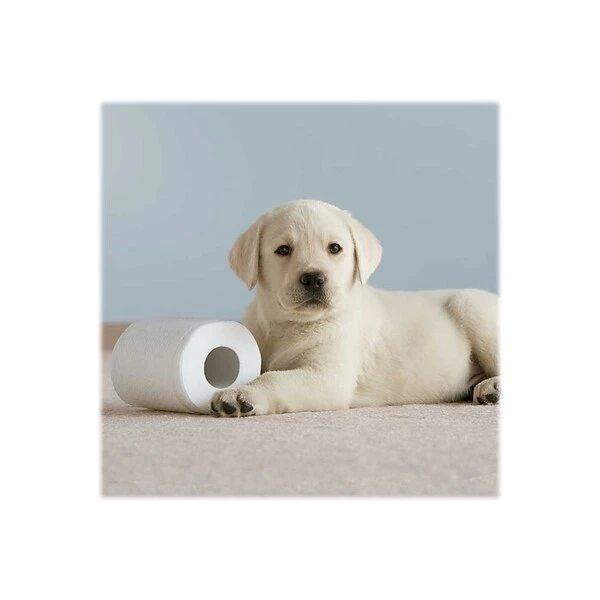 Cottonelle CleanCare 1-Ply Standard Toilet Paper, White, 150 Sheets/Roll, 12 Rolls/Pack (12456) 5 Cottonelle CleanCare 1-Ply Standard Toilet Paper, White, 150 Sheets/Roll, 12 Rolls/Pack (12456) - Image 5